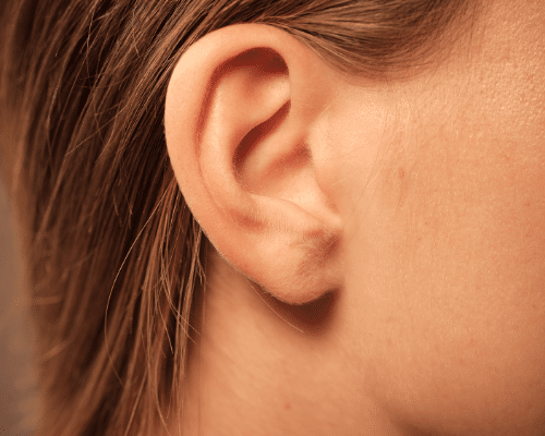 l'anatomie de l'oreille
